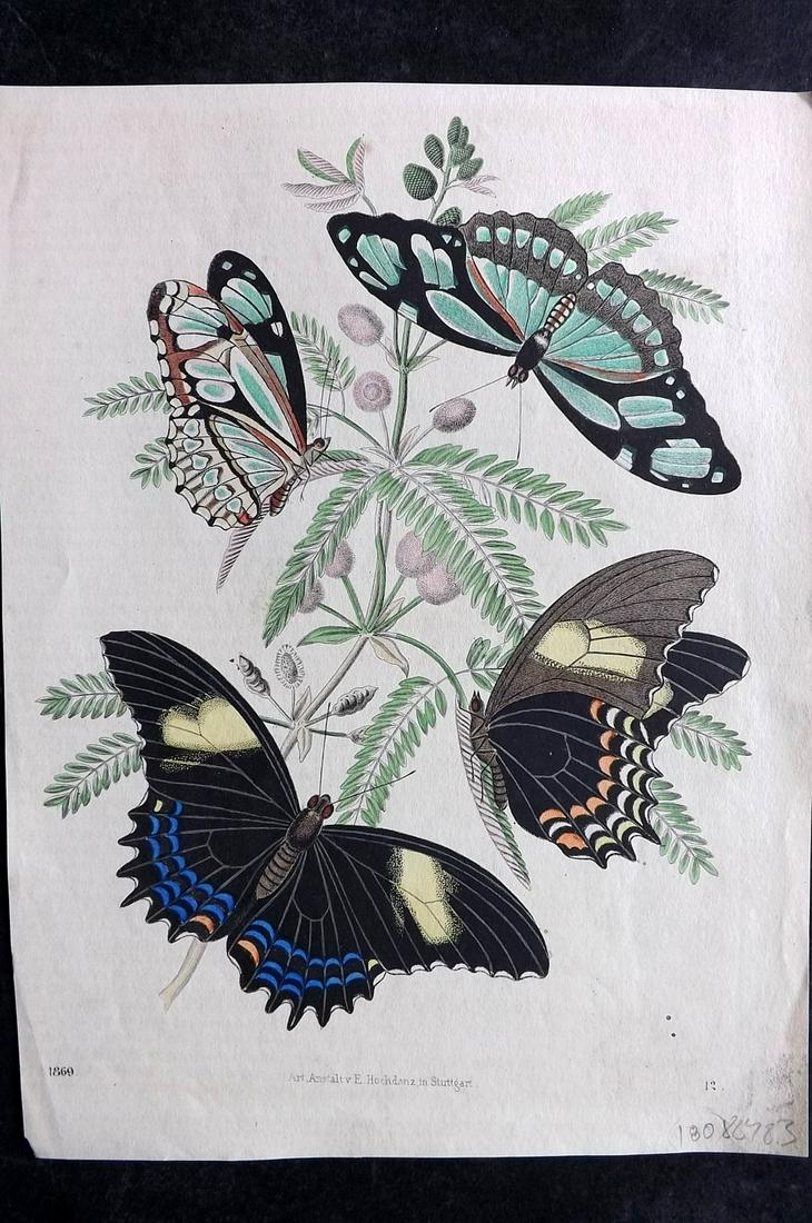 Hoffmann, Carl 1869 Hand Col Print. Butterflies 12: Hand Colored Lithograph Published 1842-80, Stuttgart for "Das Buch der Welt" by Carl Hoffmann. Paper Size: 9.5 x 7 inch (25 x 18cm) Approx. Good Condition overall