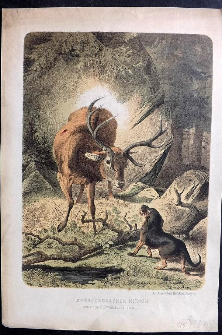 Hoffmann, Carl C1870 Hand Col Print. Angeschossener Hirsch, Deer & Dog: Hand Colored Lithograph Published 1842-80, Stuttgart for "Das Buch der Welt" by Carl Hoffmann. Paper Size: 9.5 x 7 inch (25 x 18cm) Approx. Good Condition overall
