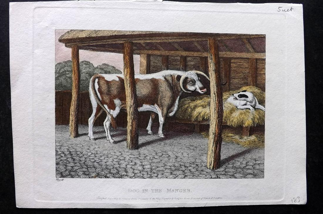 Howitt, Samuel 1811 Hand Col Print. Dog in the Manger. Cattle (1 of 2)