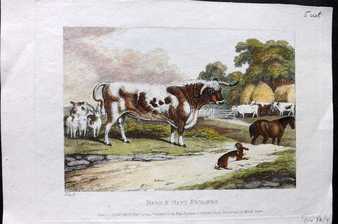 Howitt, Samuel 1811 Hand Col Print. Hare & Many Friends. Cattle Horse (1 of 2)