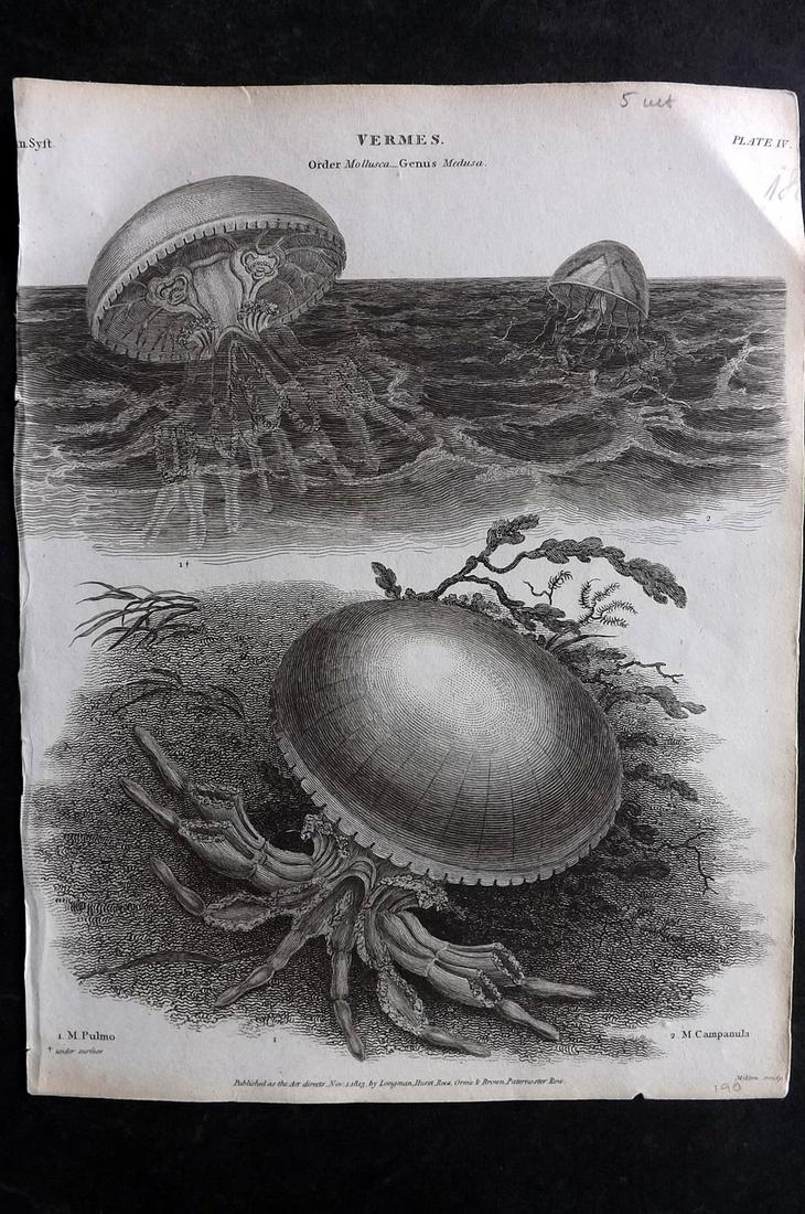 Rees, Abraham 1820 Antique Print. Jellyfish (1 of 2)