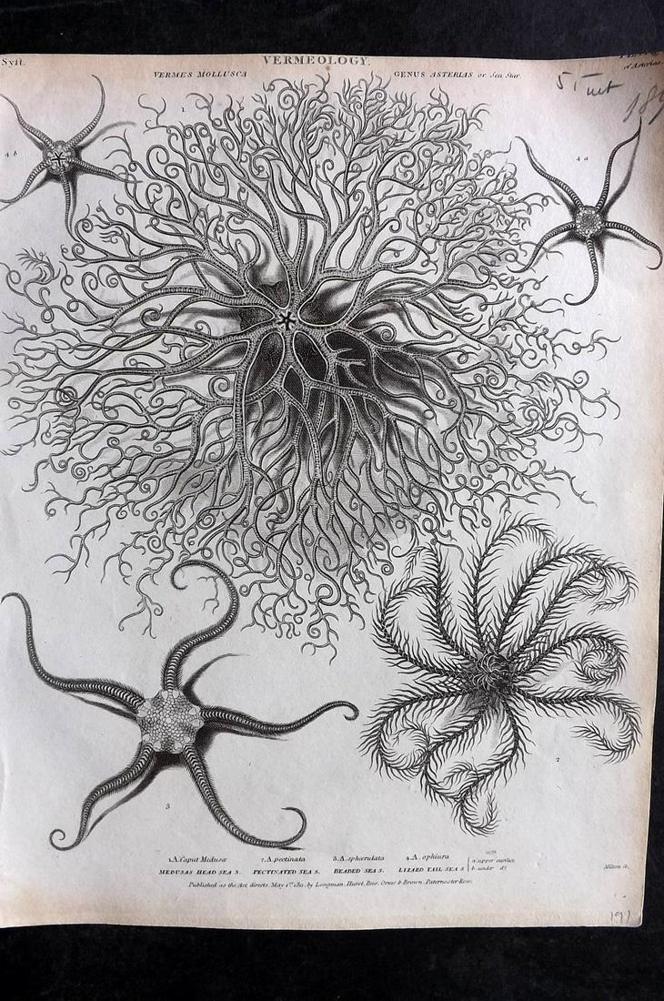 Rees, Abraham 1820 Antique Print. Jellyfish & Starfish (1 of 2)