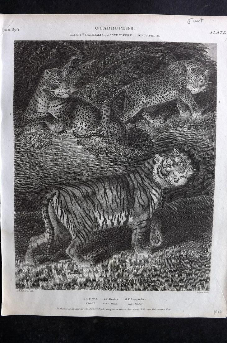 Rees, Abraham 1820 Antique Print. Tiger, Panther, Leopard: Copper Plate Published 1802-20 by Longman, Hurst, Rees & Orme for "The Cycloaedia: or, Universal dictionary of arts, sciences, and literature" By Abraham Rees. Paper Size: 10.5 x 8.5 inch (27 x 22cm) 