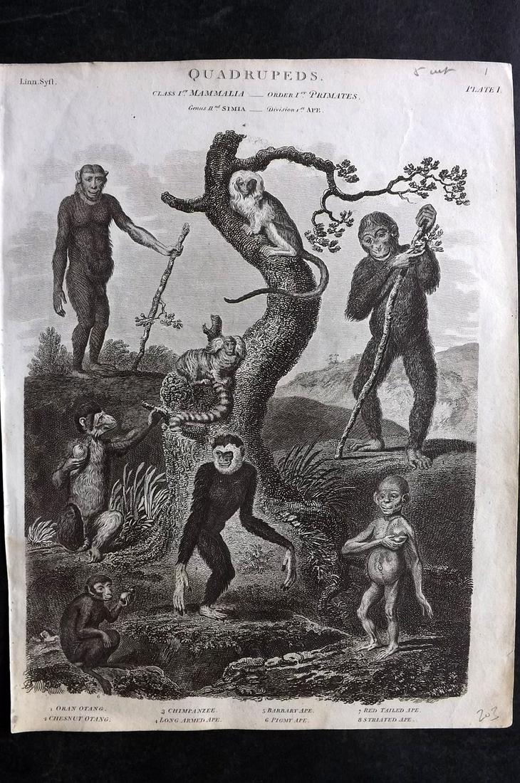 Rees, Abraham 1820 Print. Monkeys (1 of 2)