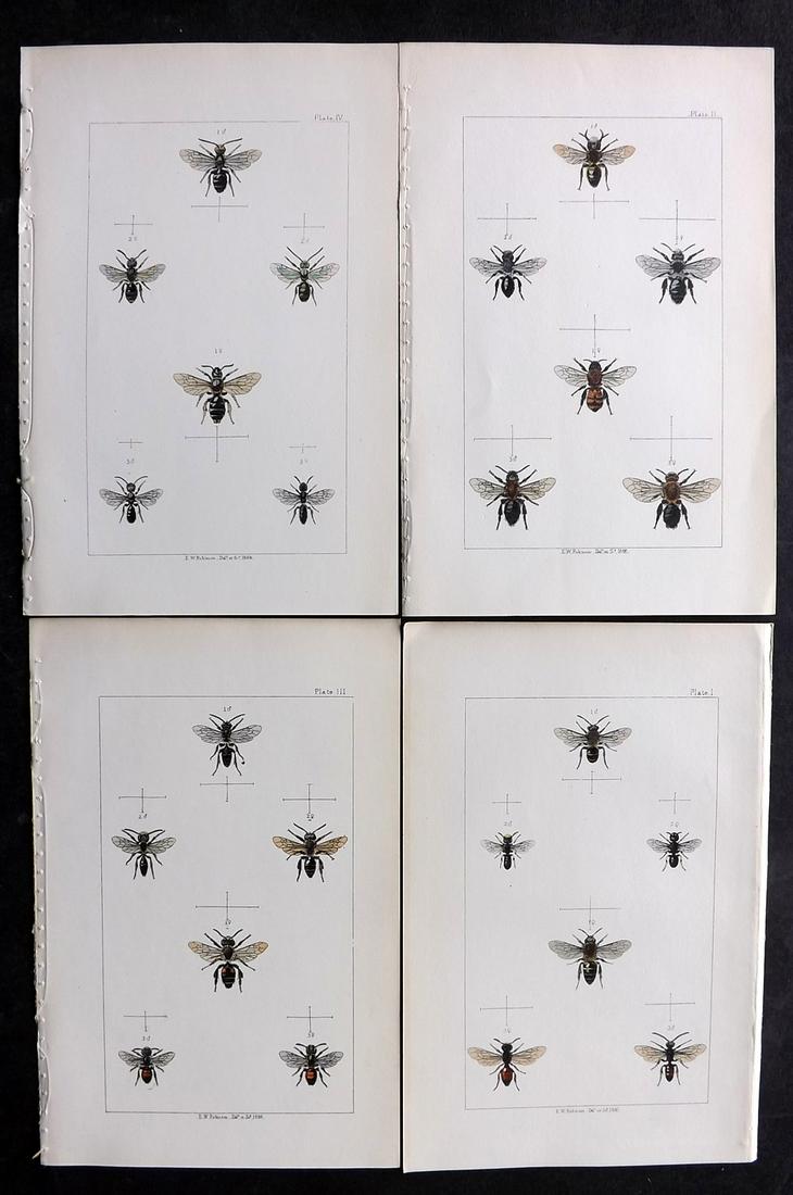 Shuckard, W. E. 1866 Lot of 4 Hand Col Prints. Bees (1 of 2)