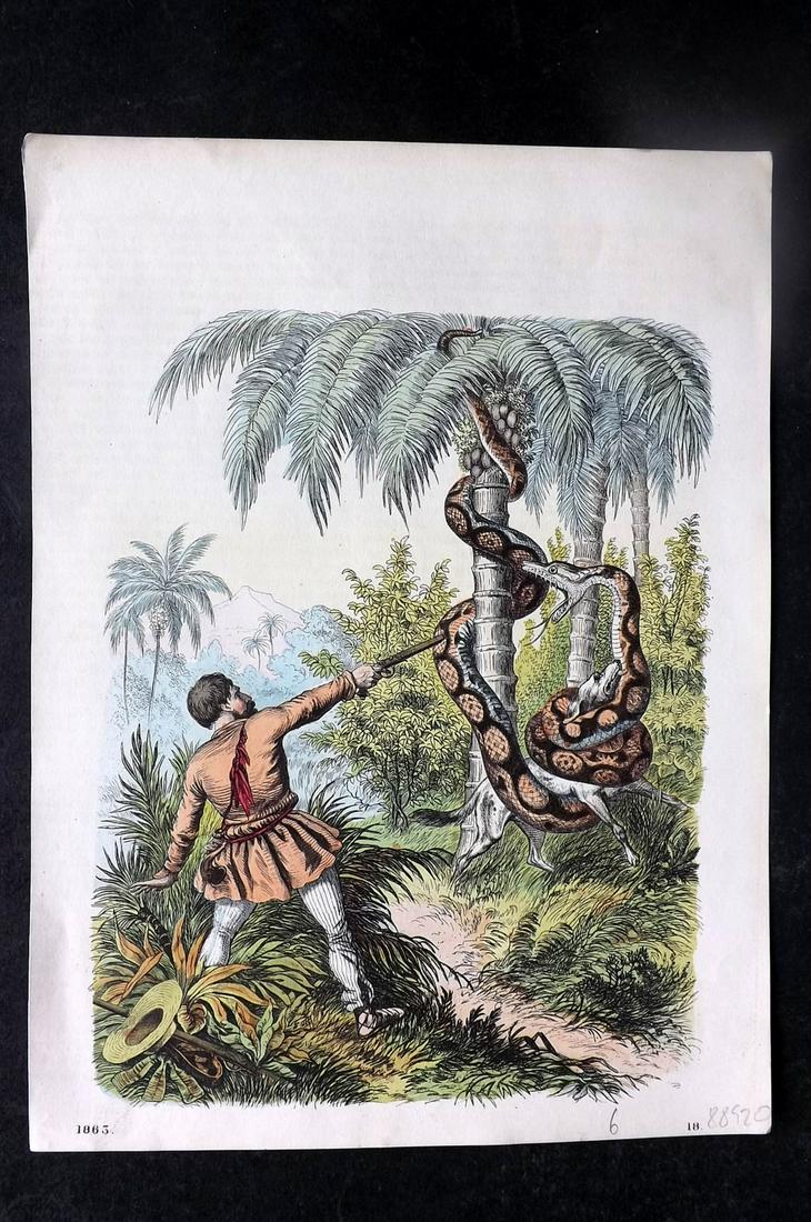 Hoffmann, Carl 1863 Hand Col Print. Giant Snake, San Francisco River, Brazil 18 (1 of 1)