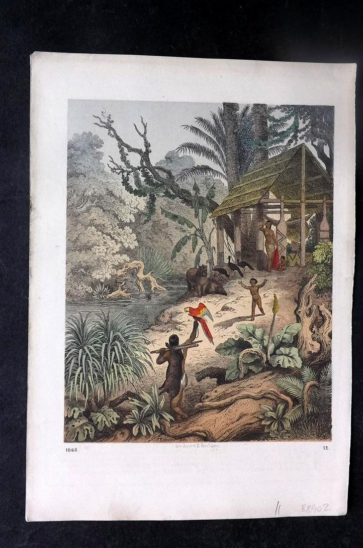 Hoffmann, Carl 1868 Hand Col Print. Parrot in Rainforest, South America 12 (1 of 1)
