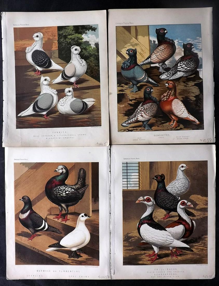 Fulton, Robert 1878 Lot of 4 Antique Bird Prints. Pigeons: Chromolithographs Published 1876-78 by Cassell & Company, London for "The Illustrated Book of Pigeons" by Robert Fulton. Illustrated by J. W. Ludlow. Paper Size: 10.5 x 8 inch (27 x 21cm) Good Conditi