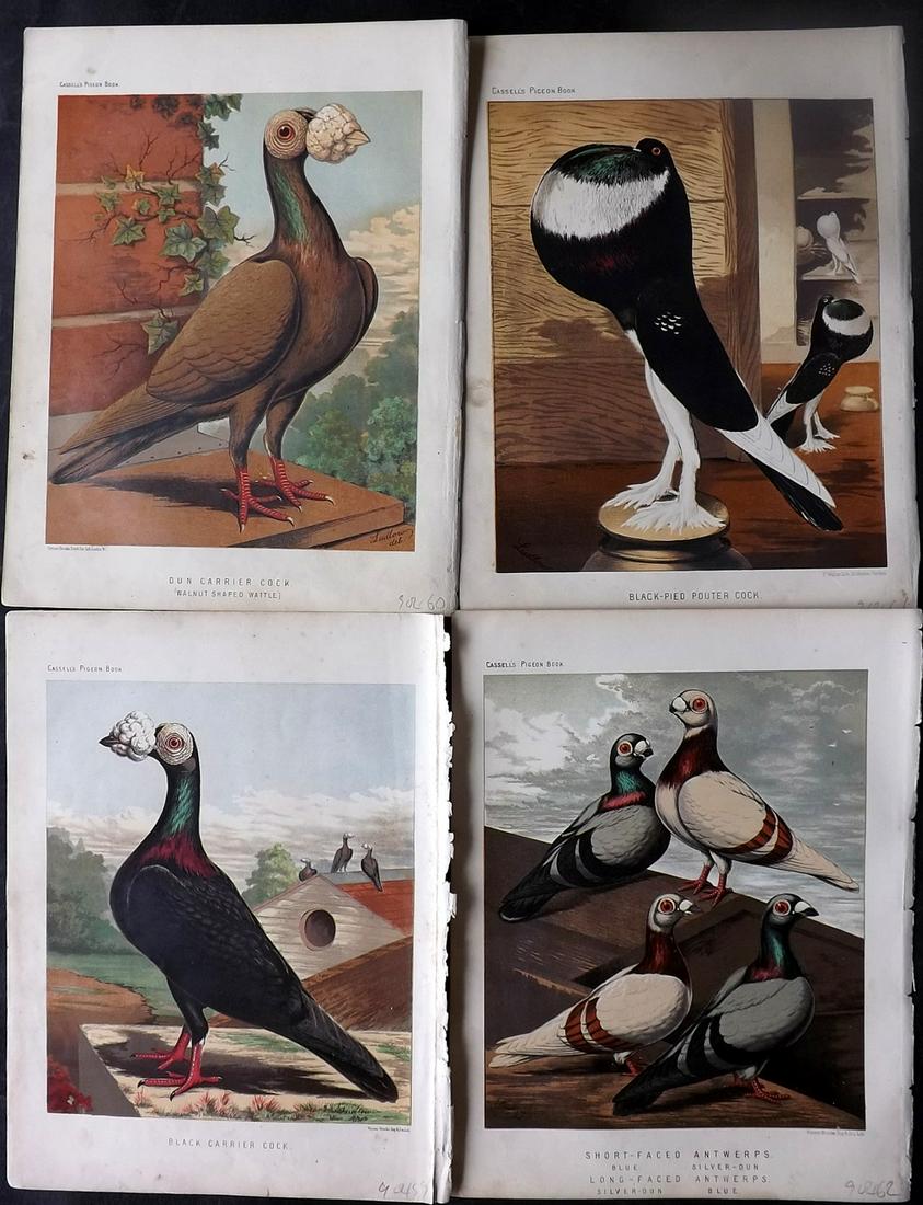 Fulton, Robert 1878 Lot of 4 Antique Bird Prints. Pigeons: Chromolithographs Published 1876-78 by Cassell & Company, London for "The Illustrated Book of Pigeons" by Robert Fulton. Illustrated by J. W. Ludlow. Paper Size: 10.5 x 8 inch (27 x 21cm) Good Conditi