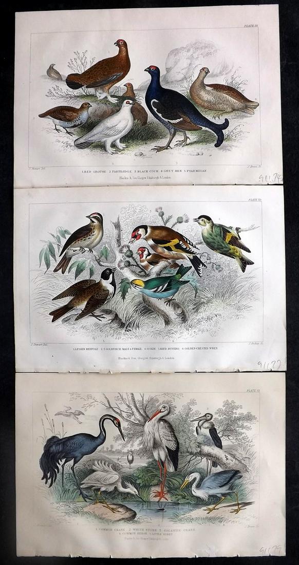 Goldsmith, Oliver 1866 Lot of 3 Hand Col Bird Prints (1 of 2)