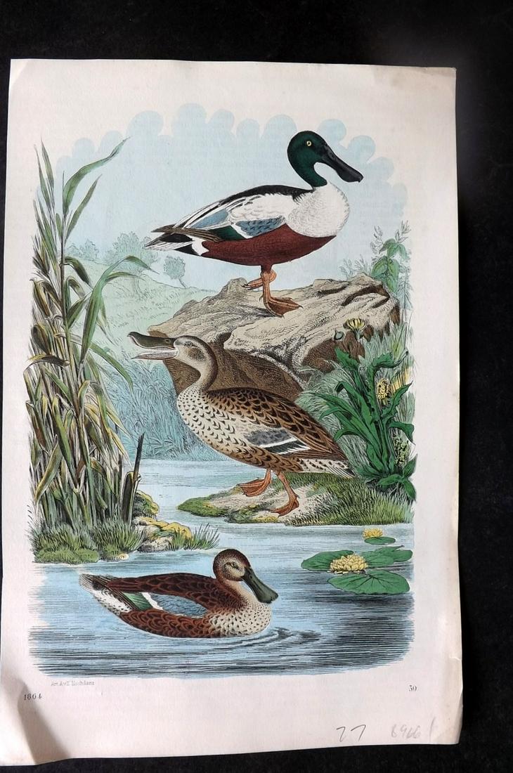 Hoffmann, Carl 1864 Hand Col Bird Print. Shoveller Ducks 39: Hand Colored Lithograph Published 1842-80, Stuttgart for "Das Buch der Welt" by Carl Hoffmann. Paper Size: 9.5 x 7 inch (25 x 18cm) Approx. Good Condition overall