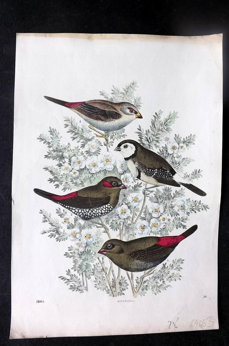 Hoffmann, Carl 1865 Hand Col Bird Print. Australian Finches 36 (1 of 1)
