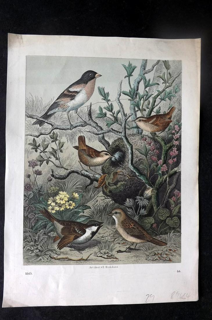 Hoffmann, Carl 1865 Hand Col Bird Print. Songbirds 44 (1 of 1)