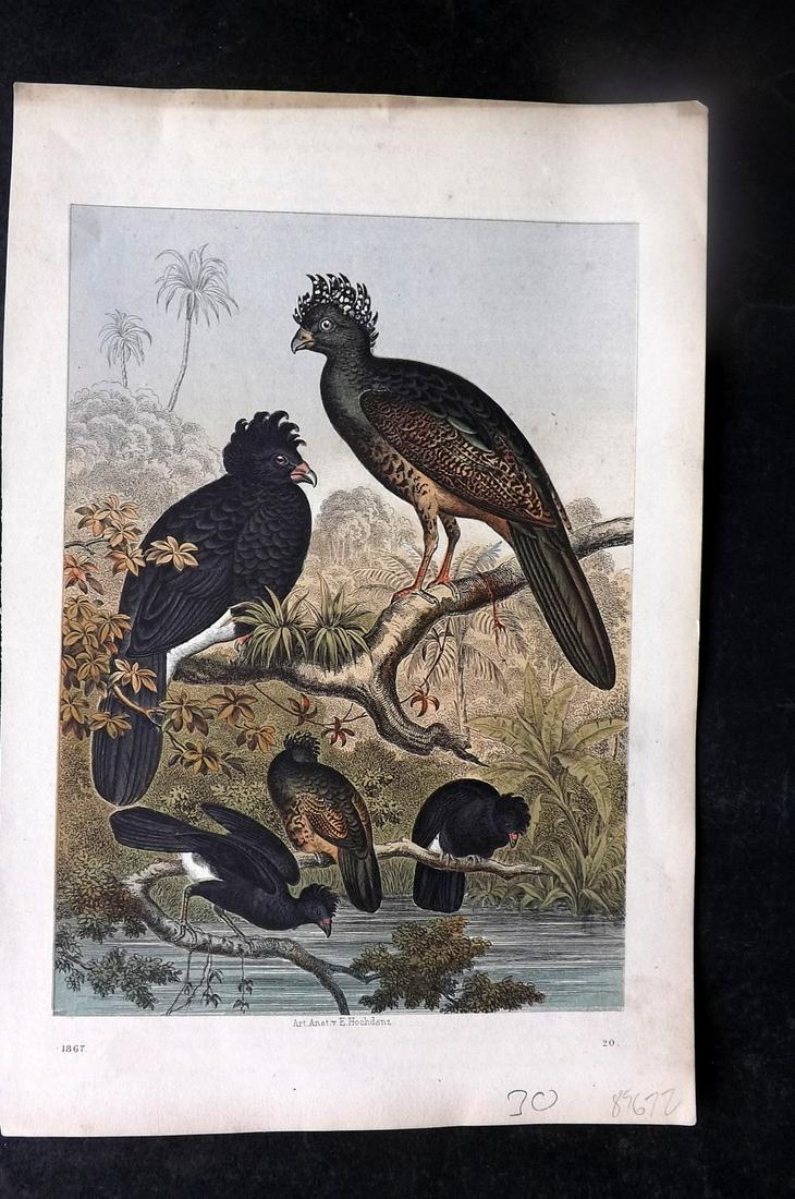 Hoffmann, Carl 1867 Hand Col Bird Print. Curassow 20: Hand Colored Lithograph Published 1842-80, Stuttgart for "Das Buch der Welt" by Carl Hoffmann. Paper Size: 9.5 x 7 inch (25 x 18cm) Approx. Good Condition overall