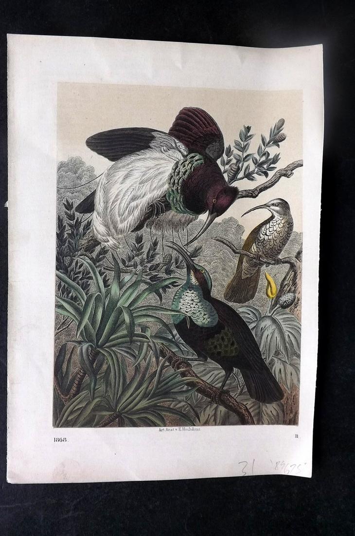 Hoffmann, Carl 1868 Hand Col Bird Print. Sunbird or Hummingbird? 11 (1 of 1)