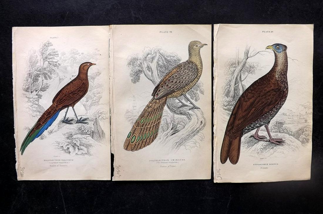 Jardine, William C1840 Lot of 3 Hand Col Bird Prints (1 of 2)