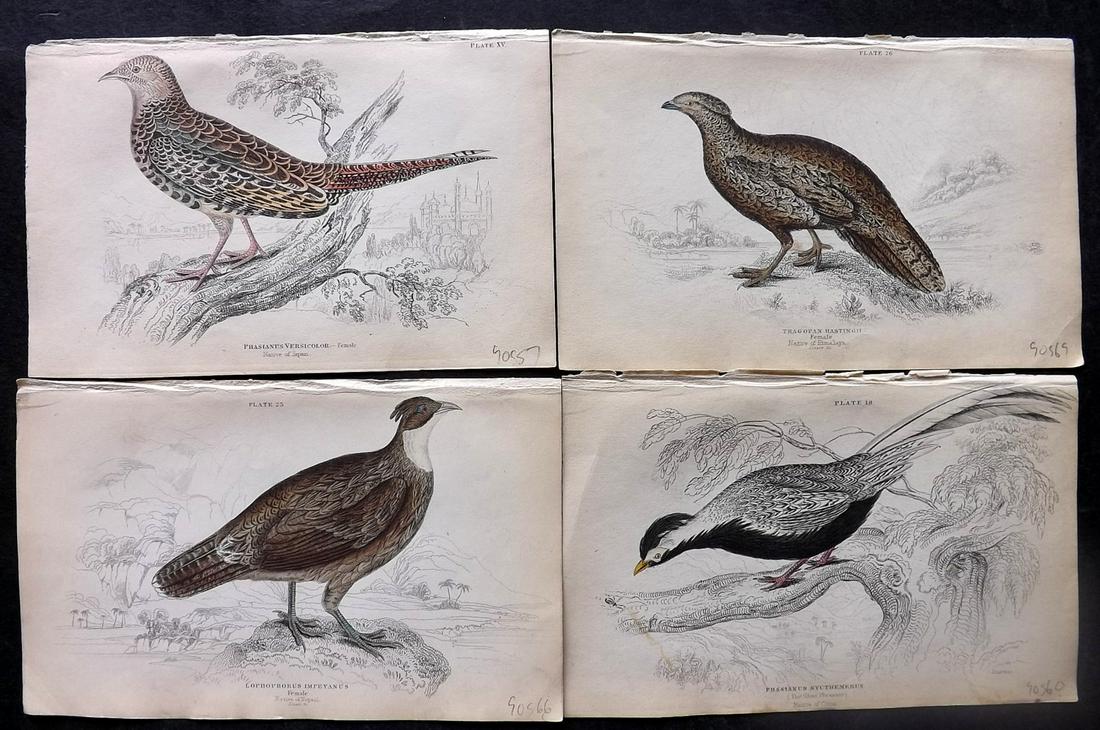 Jardine, William C1840 Lot of 4 Hand Col Bird Prints (1 of 2)