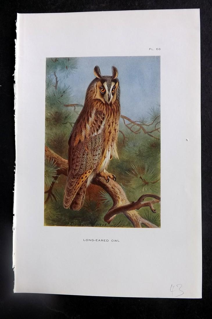 Thorburn, Archibald 1926 Bird Print. Long Eared Owl 66 (1 of 1)