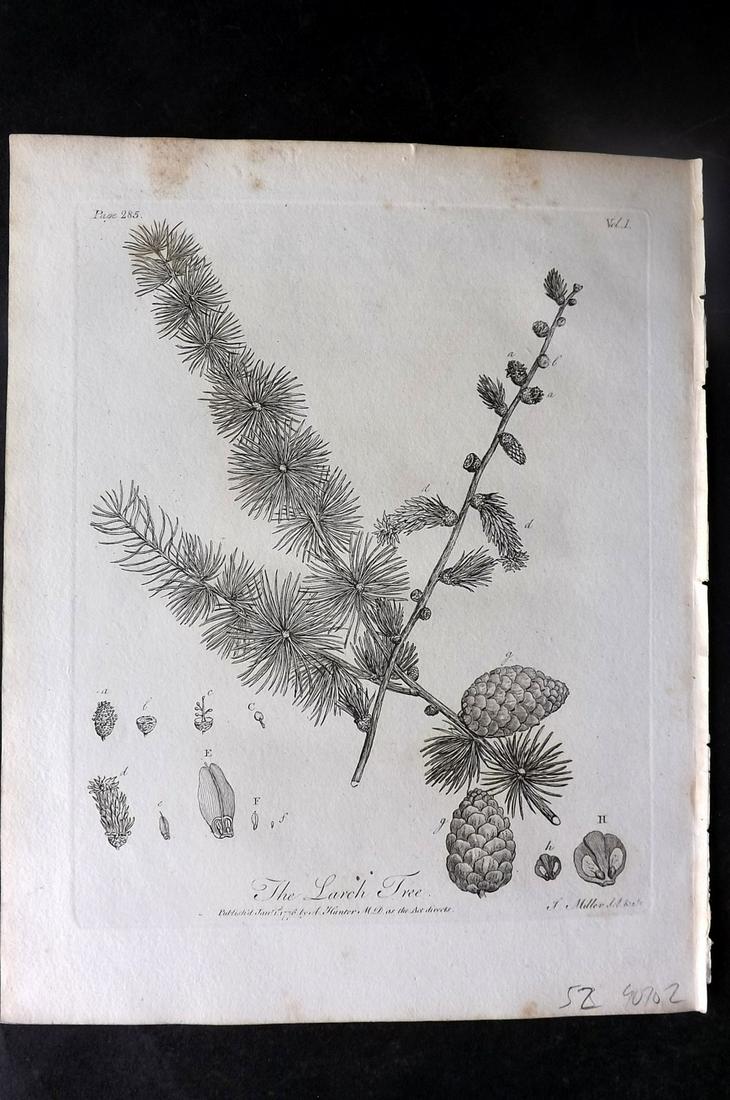 Evelyn, John 1812 Botanical Print. Larch Tree: Copper Plate Published 1812, London & York for "Silva: Or, A Discourse of Forest-Trees..." by John Evelyn. Drawn & Engraved by John Miller. Paper Size: 11.5 x 9 inch (29 x 23cm) Very minor toning. Goo