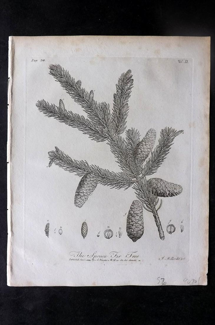 Evelyn, John 1812 Botanical Print. Spruce Fir: Copper Plate Published 1812, London & York for "Silva: Or, A Discourse of Forest-Trees..." by John Evelyn. Drawn & Engraved by John Miller. Paper Size: 11.5 x 9 inch (29 x 23cm) Very minor toning. Goo