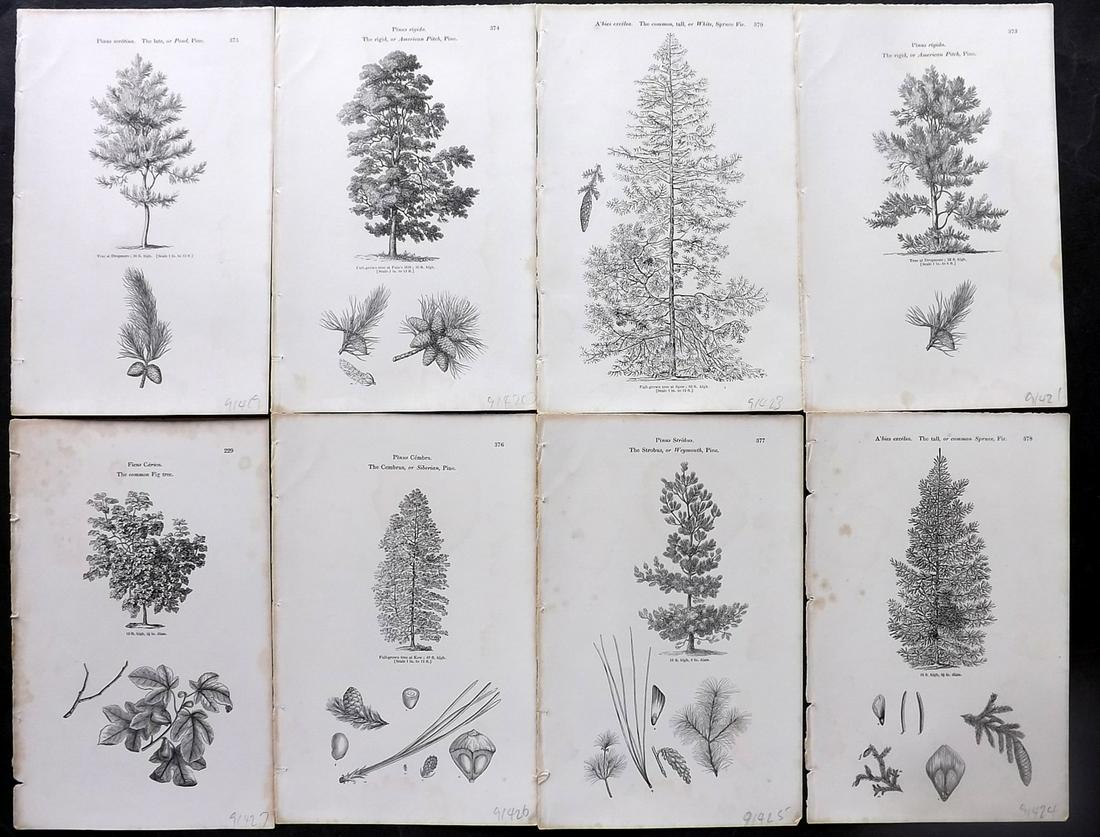 Loudon, John 1844 Lot of 8 Antique Tree Prints: Woodblocks Published 1844, London for "Arboretum et Fruticetum Britannicum; or, The Trees and Shrubs of Britain" by John Claudius Loudon. Good Paper, reverse side blank. Paper Size: 8.5 x 5.5 inch (22
