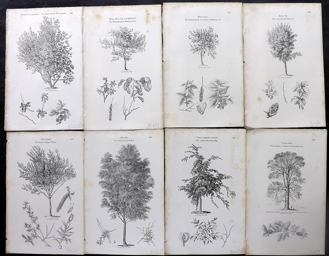 Loudon, John 1844 Lot of 8 Antique Tree Prints: Woodblocks Published 1844, London for "Arboretum et Fruticetum Britannicum; or, The Trees and Shrubs of Britain" by John Claudius Loudon. Good Paper, reverse side blank. Paper Size: 8.5 x 5.5 inch (22
