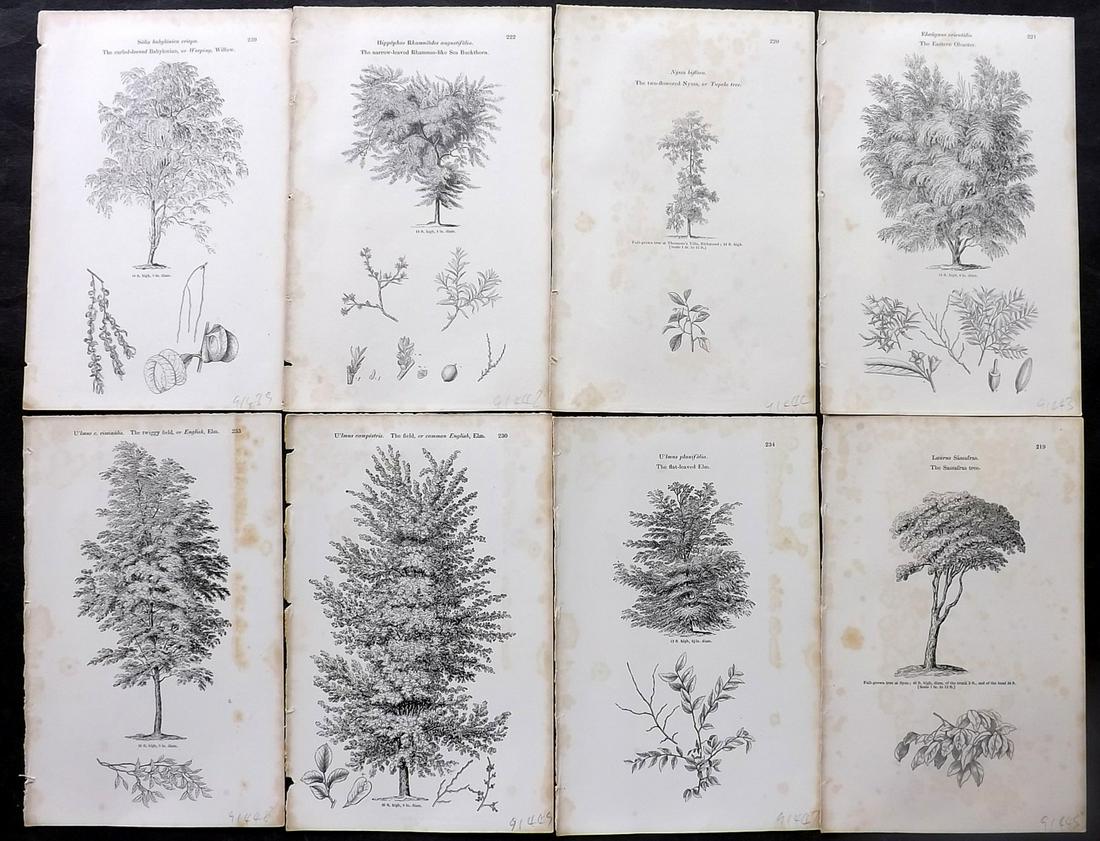 Loudon, John 1844 Lot of 8 Antique Tree Prints: Woodblocks Published 1844, London for "Arboretum et Fruticetum Britannicum; or, The Trees and Shrubs of Britain" by John Claudius Loudon. Good Paper, reverse side blank. Paper Size: 8.5 x 5.5 inch (22