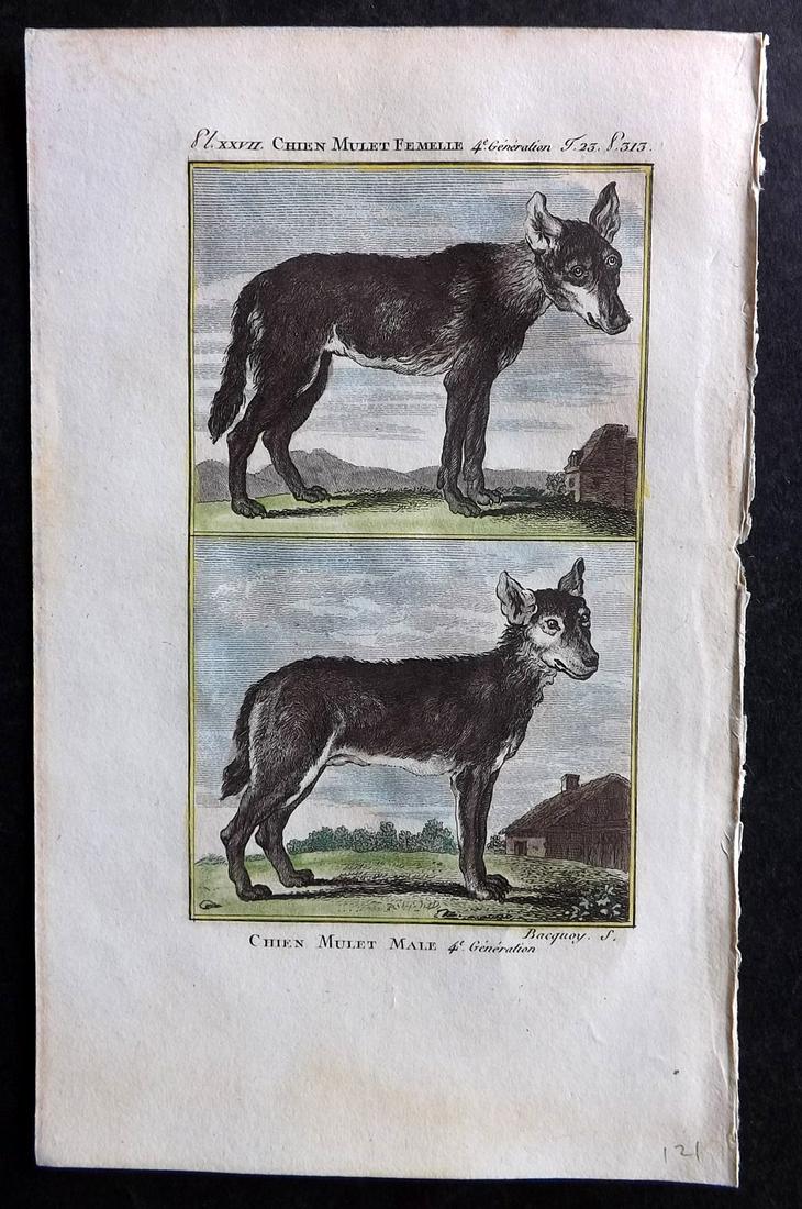 Buffon & Sonnini C1800 Hand Col Print. Mongrel Dogs: Hand Colored Copper Plate Published 1799-1808, Paris for "Histoire naturelle générale et particulière" by the Comte de Buffon and Charles Nicolas Sigisbert Sonnini. Paper Size: 7.5 x 5 inch (19 x 1