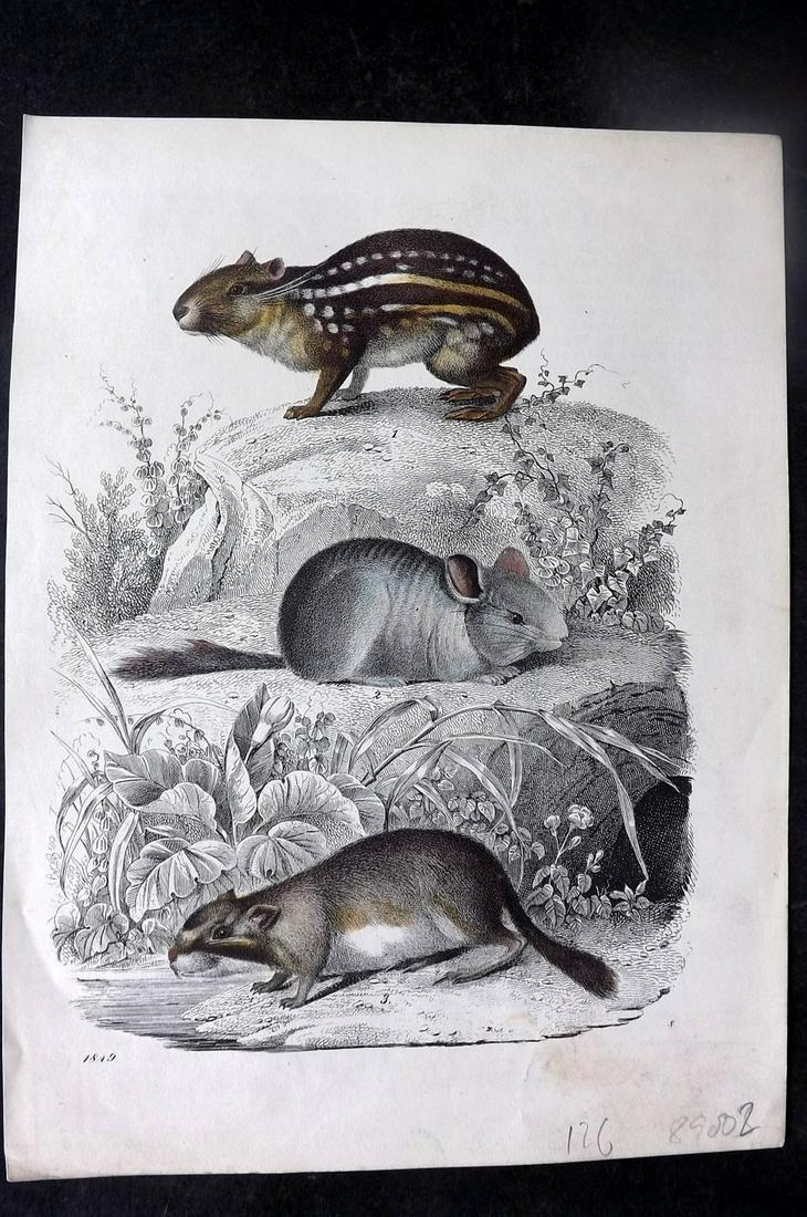 Hoffmann, Carl 1849 Hand Col Print. Mouse, Marmot 08 (1 of 1)