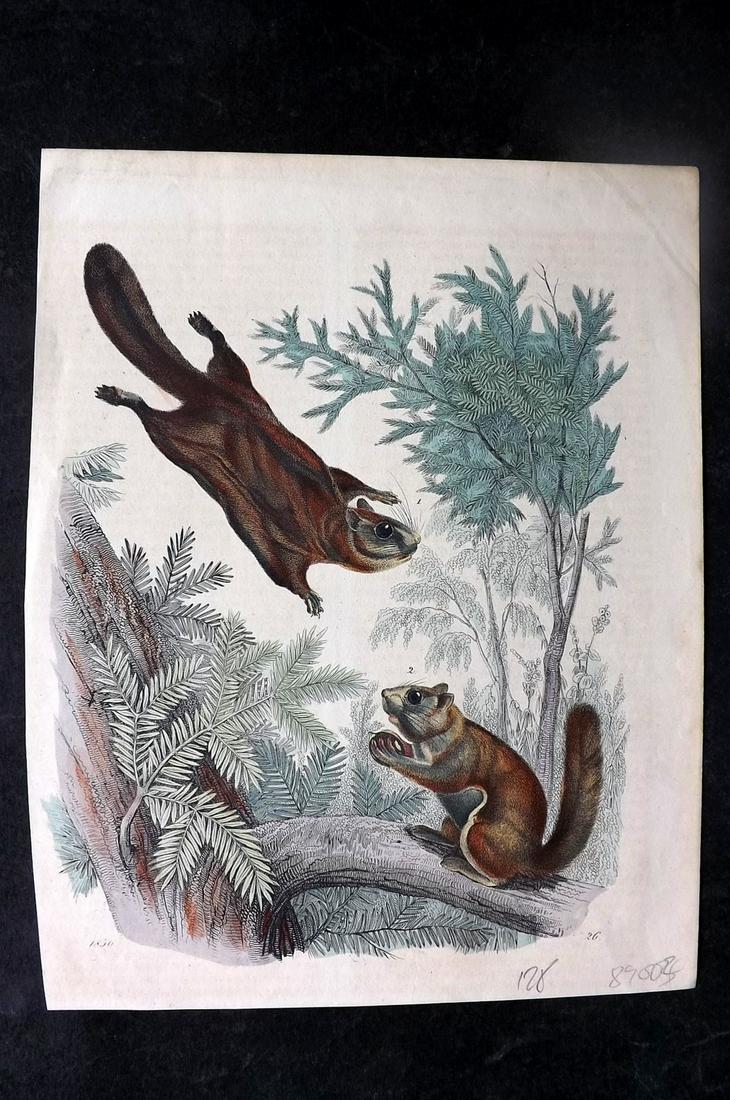 Hoffmann, Carl 1850 Hand Col Print. Squirrel, Flying Squirrel 26 (1 of 1)