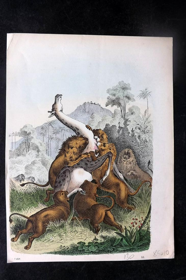 Hoffmann, Carl 1860 Hand Col Print. Lions attacking Giraffe 46 (1 of 1)
