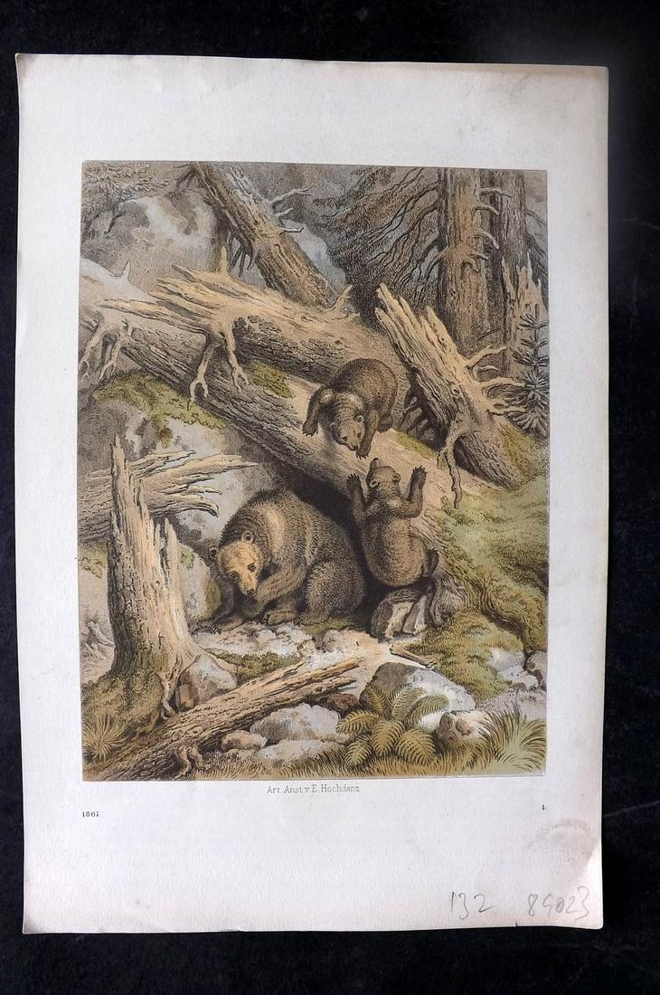 Hoffmann, Carl 1867 Hand Col Print. Bears 04 (1 of 1)