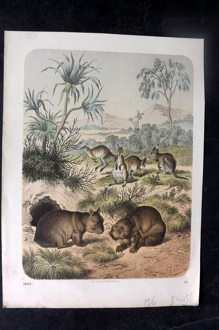 Hoffmann, Carl 1868 Hand Col Print. Kangaroo & Wombats 10 Australia (1 of 1)