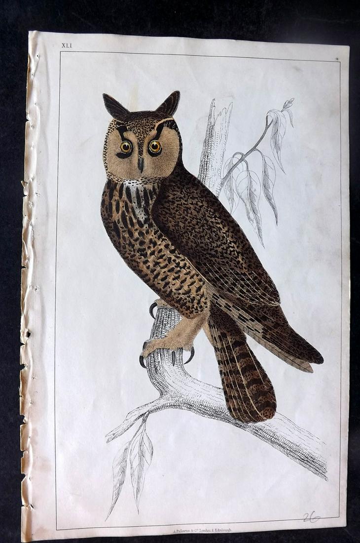 Goldsmith, Oliver 1851 Hand Col Bird Print. Long Eared Owl (1 of 1)