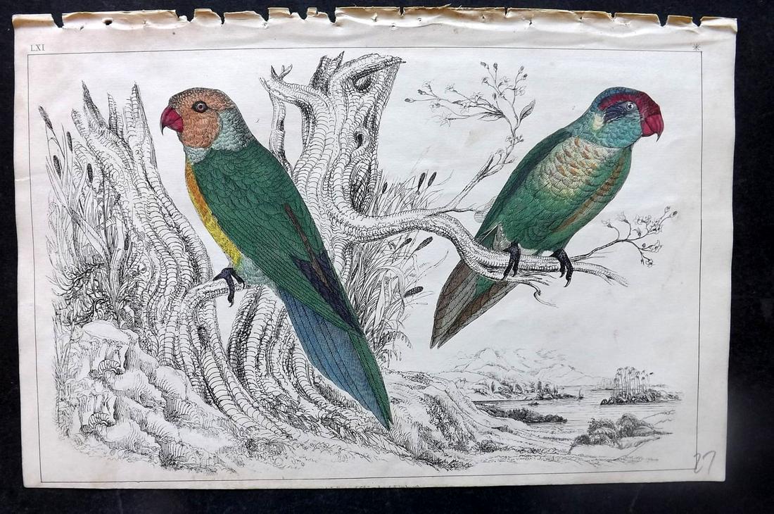 Goldsmith, Oliver 1851 Hand Col Bird Print. Slender & Iris Parakeet (1 of 1)