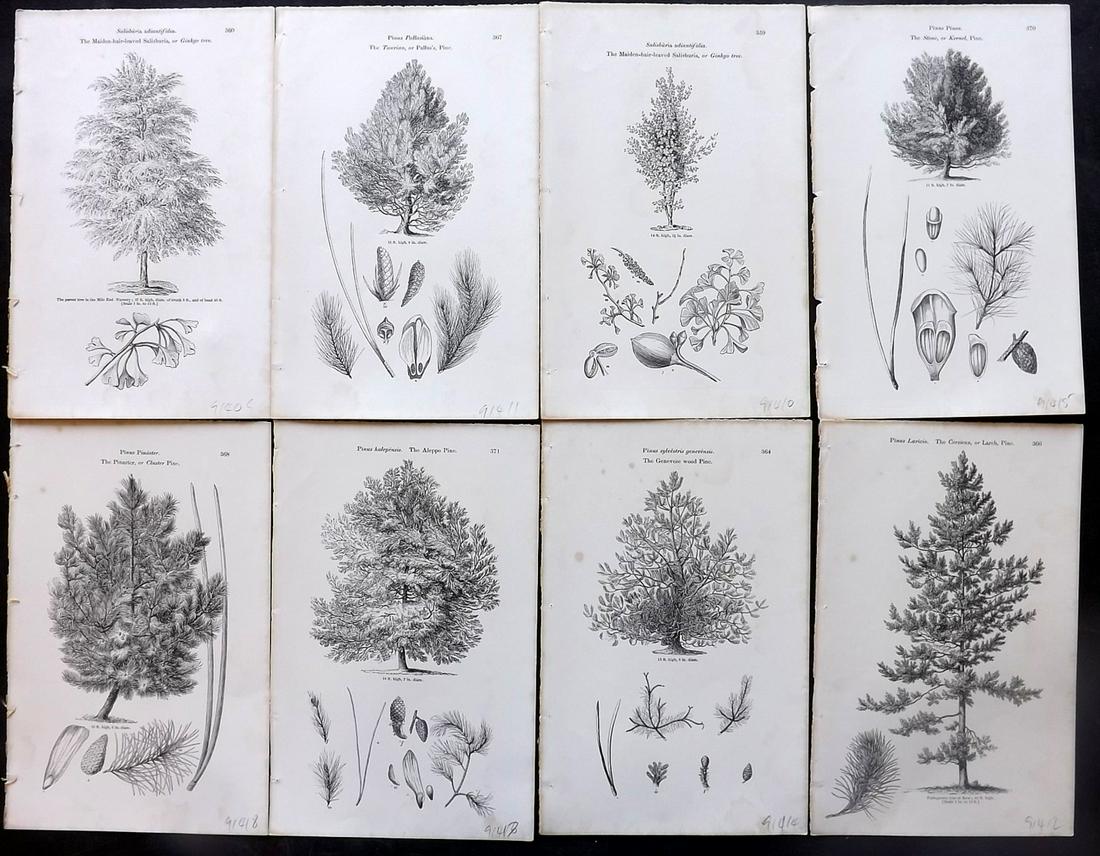 Loudon, John 1844 Lot of 8 Antique Tree Prints: Woodblocks Published 1844, London for "Arboretum et Fruticetum Britannicum; or, The Trees and Shrubs of Britain" by John Claudius Loudon. Good Paper, reverse side blank. Paper Size: 8.5 x 5.5 inch (22
