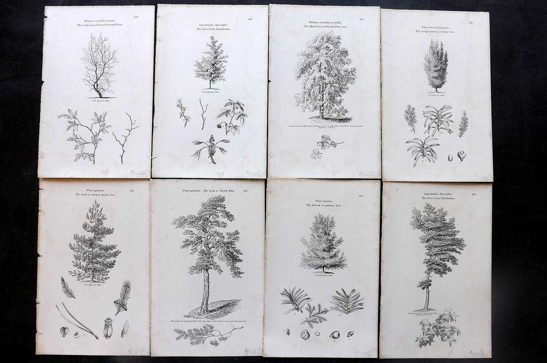 Loudon, John 1844 Lot of 8 Antique Tree Prints: Woodblocks Published 1844, London for "Arboretum et Fruticetum Britannicum; or, The Trees and Shrubs of Britain" by John Claudius Loudon. Good Paper, reverse side blank. Paper Size: 8.5 x 5.5 inch (22