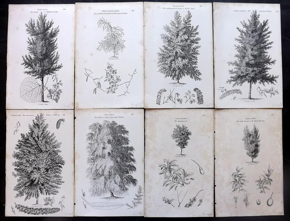 Loudon, John 1844 Lot of 8 Antique Tree Prints: Woodblocks Published 1844, London for "Arboretum et Fruticetum Britannicum; or, The Trees and Shrubs of Britain" by John Claudius Loudon. Good Paper, reverse side blank. Paper Size: 8.5 x 5.5 inch (22