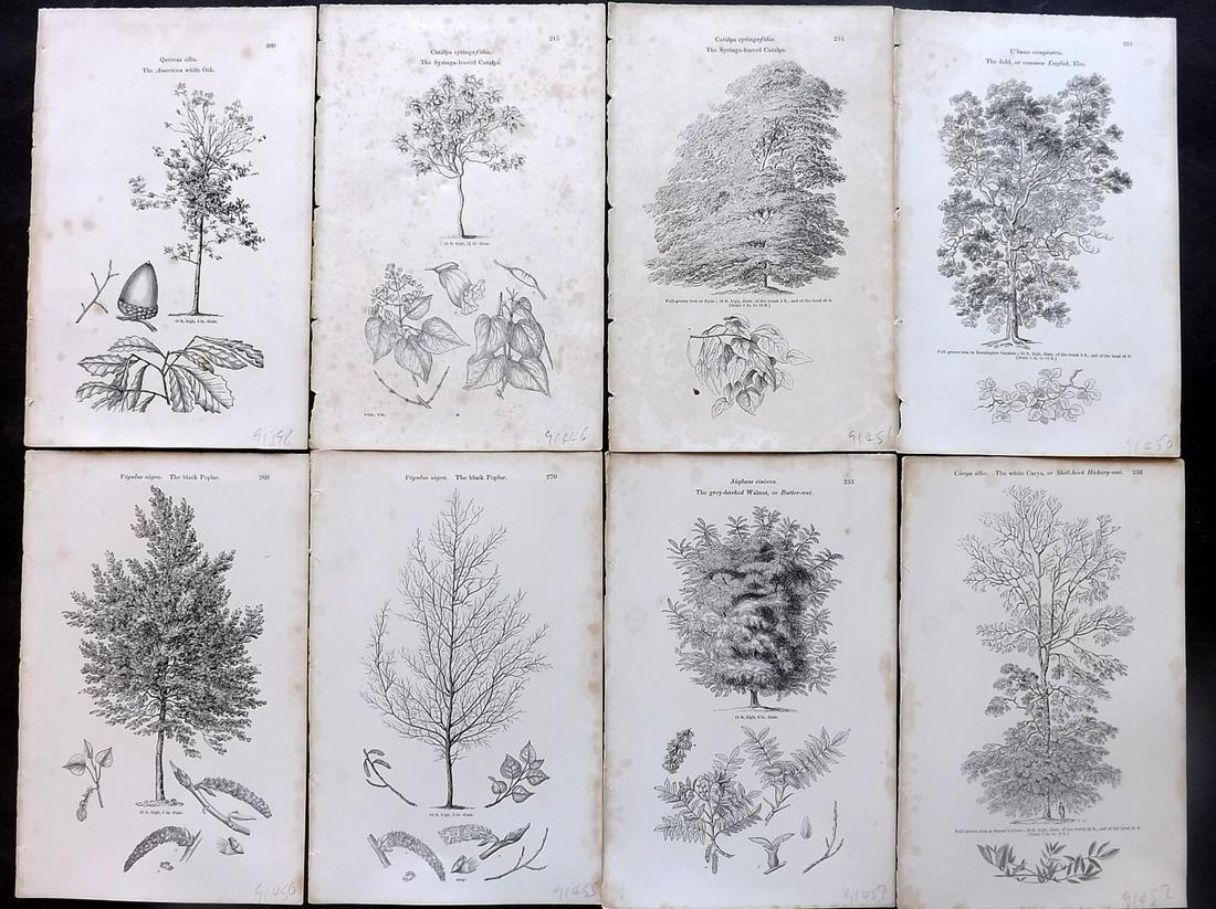 Loudon, John 1844 Lot of 8 Antique Tree Prints: Woodblocks Published 1844, London for "Arboretum et Fruticetum Britannicum; or, The Trees and Shrubs of Britain" by John Claudius Loudon. Good Paper, reverse side blank. Paper Size: 8.5 x 5.5 inch (22