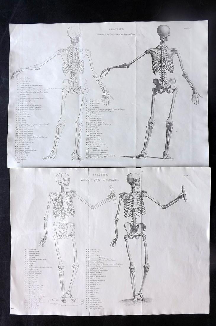 National Encyclopedia 1891 Pair of Anatomy Prints. Skeletons (1 of 2)