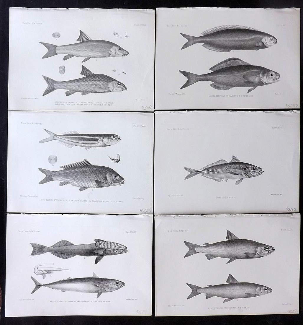 Day, Francis 1884 Lot of 6 Antique Fish Prints: Lithographs Published 1880-84, London for "The Fishes of Great Britain and Ireland" by Francis Day. Paper Size: 10 x 7 inch (26 x 18cm) Good Condition