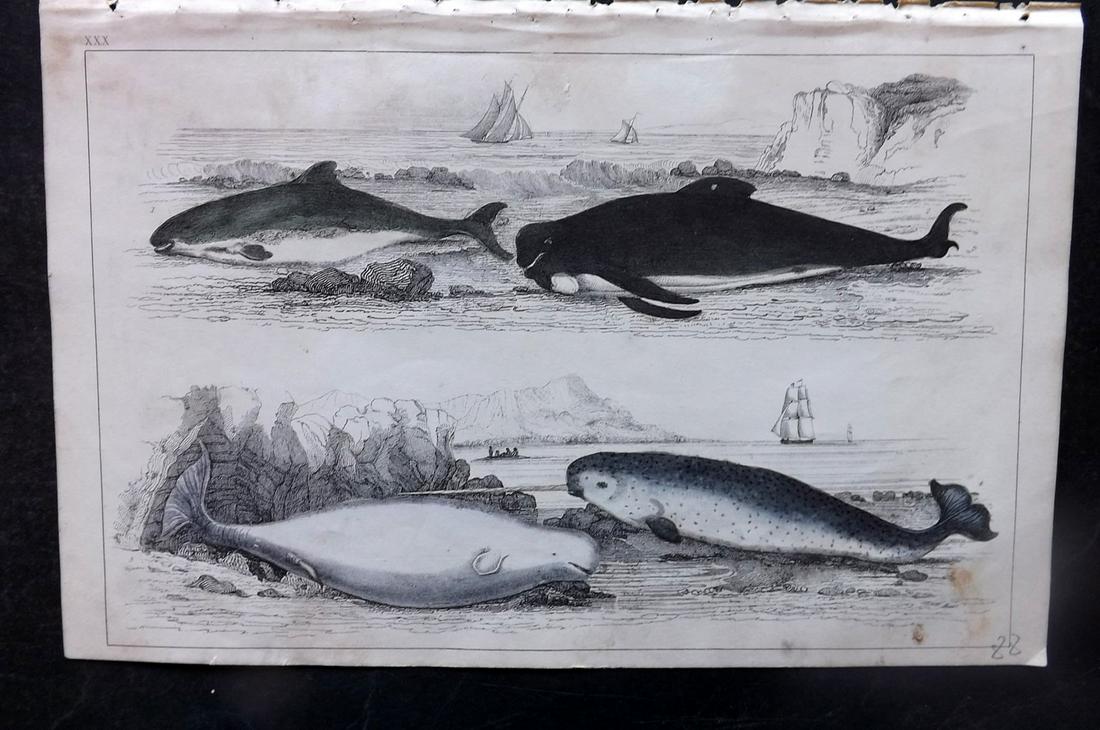 Goldsmith, Oliver 1851 Hand Col Print. Narwhal, Porpoise, White & Ca'Ing Whale: Hand Colored Etching/Engraving Published 1850-51 by A. Fullarton & Co., London for "A History of the Earth and Animated Nature" by Oliver Goldsmith. Paper Size: 10 x 6 inch (25 x 16cm) Very minor back