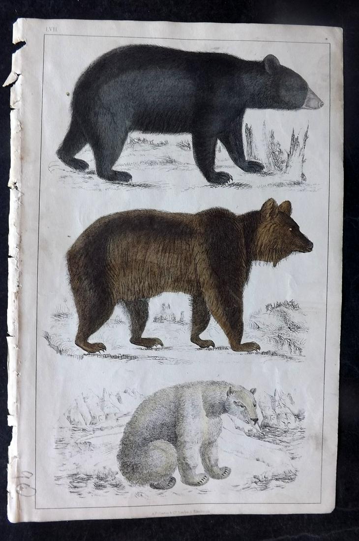 Goldsmith, Oliver 1851 HC Print. American Black Bear, European Bear, Polar Bear: Hand Colored Etching/Engraving Published 1850-51 by A. Fullarton & Co., London for "A History of the Earth and Animated Nature" by Oliver Goldsmith. Paper Size: 10 x 6 inch (25 x 16cm) Very minor back
