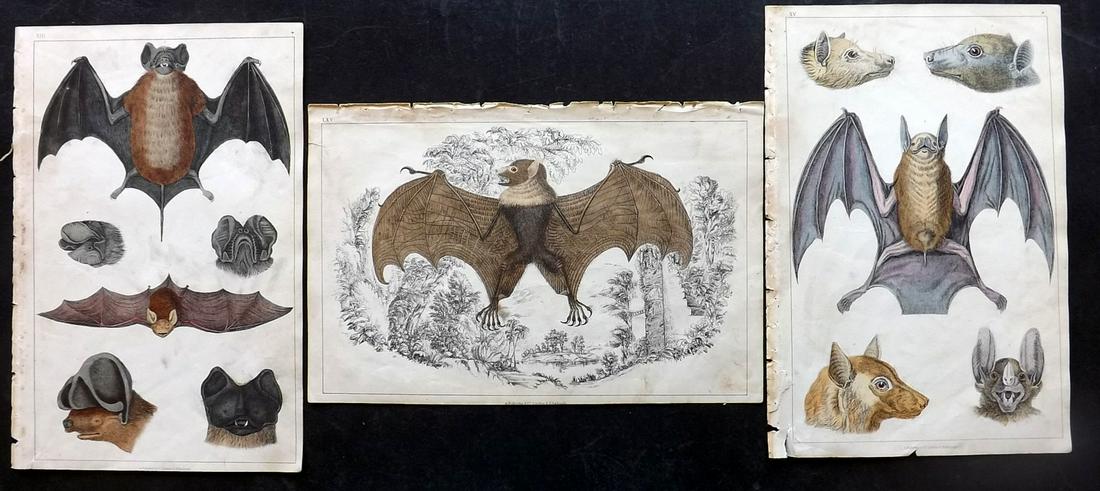 Goldsmith, Oliver 1851 Lot of 3 Hand Col Prints. Bats: Hand Colored Etching/Engraving Published 1850-51 by A. Fullarton & Co., London for "A History of the Earth and Animated Nature" by Oliver Goldsmith. Paper Size: 10 x 6 inch (25 x 16cm) Very minor back