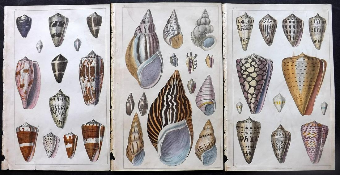 Goldsmith, Oliver 1851 Lot of 3 Hand Col Prints. Shells (1 of 2)