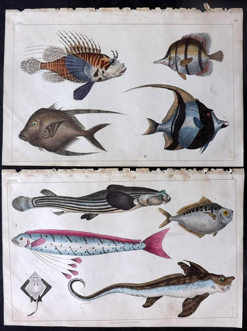 Goldsmith, Oliver 1851 Pair of Hand Col Prints. Fish (1 of 2)