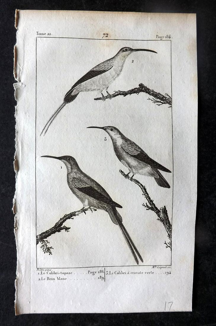 Buffon, Comte de 1825 Antique Bird Print. Hummingbirds 72: Copper Plate Published 1825, Paris for "Oeuvres Completes De Buffon" by the Comte de Buffon and Bernard Lacepede. Paper Size: 8 x 5 inch (20 x 13cm) Minor margin toning. Good Condition