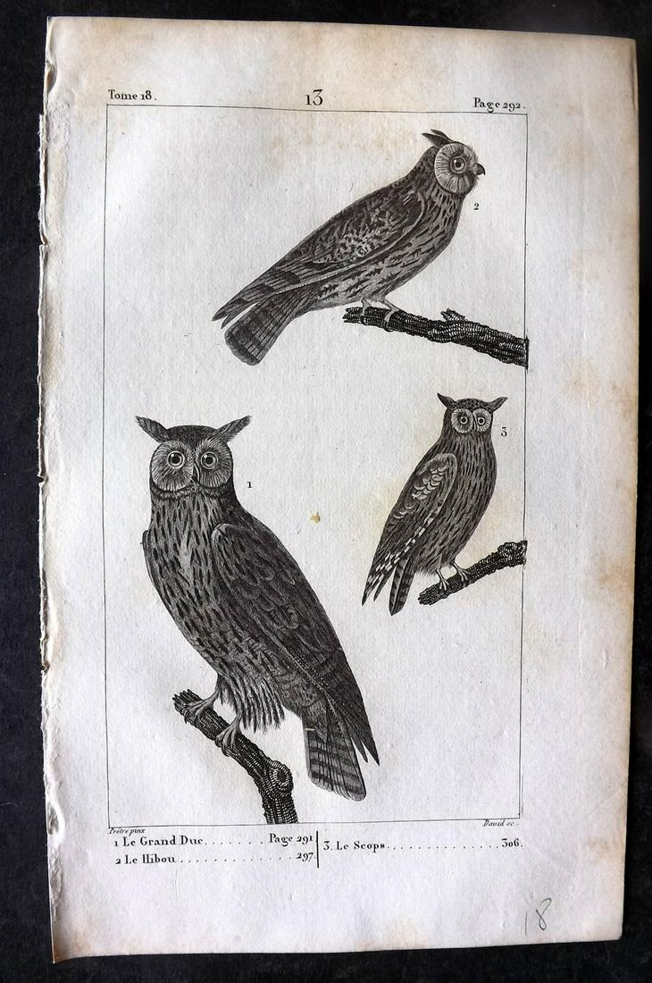 Buffon, Comte de 1825 Antique Bird Print. Owls 13 (1 of 1)