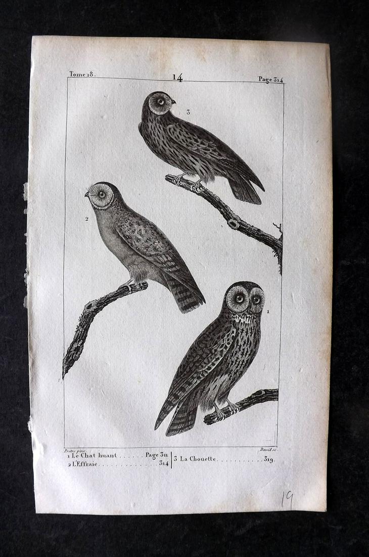 Buffon, Comte de 1825 Antique Bird Print. Owls 14 (1 of 1)