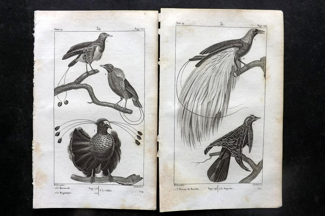 Buffon, Comte de 1825 Pair of Birds of Paradise Prints: Copper Plate Published 1825, Paris for "Oeuvres Completes De Buffon" by the Comte de Buffon and Bernard Lacepede. Paper Size: 8 x 5 inch (20 x 13cm) Good Condition